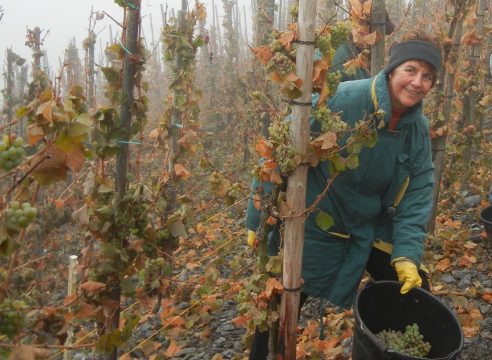 Esther bei der Weinlese im Wingert