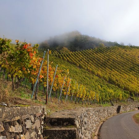 Weinberge in der Graacher Domprobst Lage