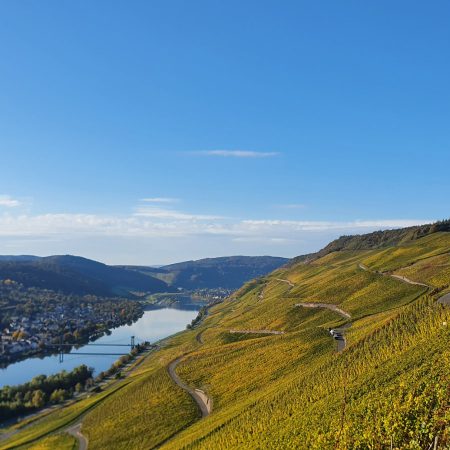 Weinberge in der Wehlener Sonnenuhr Lage