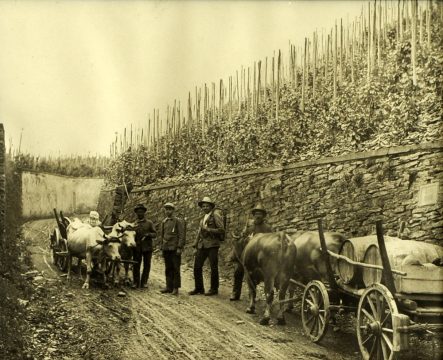 Wingert im Sommer 1928